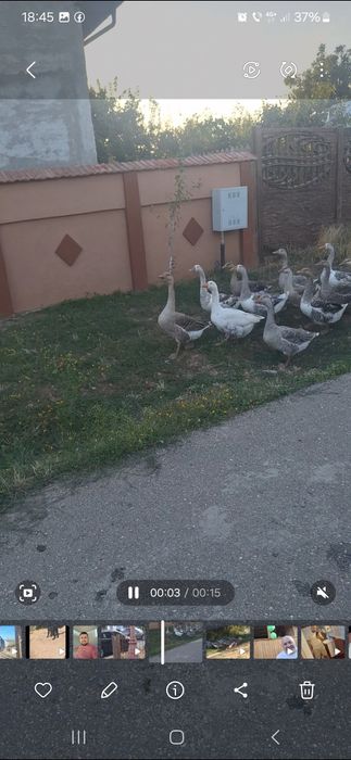 De vânzare gâscani Românești