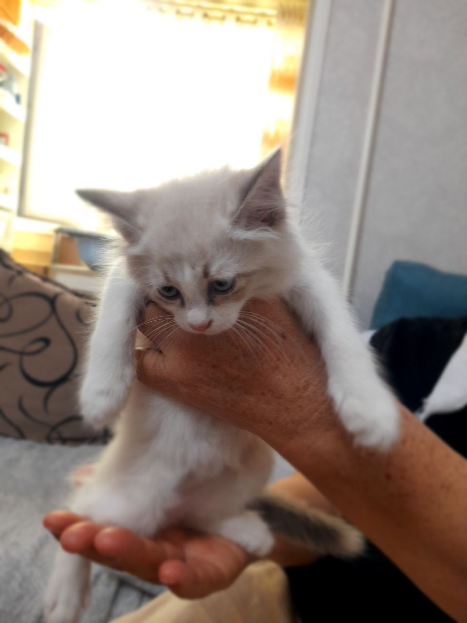 Котенок отдам хороший руки