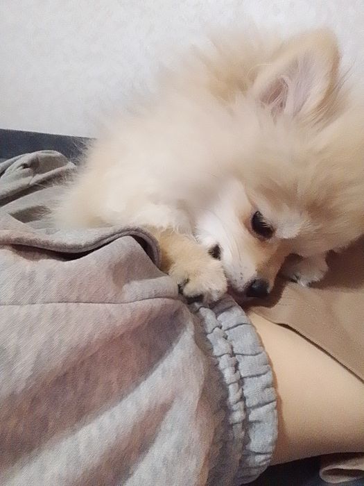 Шпиц померанский