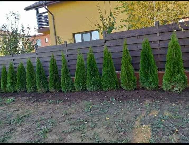 Plante ornamentale copaci ornamentali