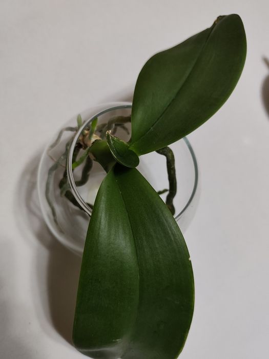 Продам орхидею укоренённую