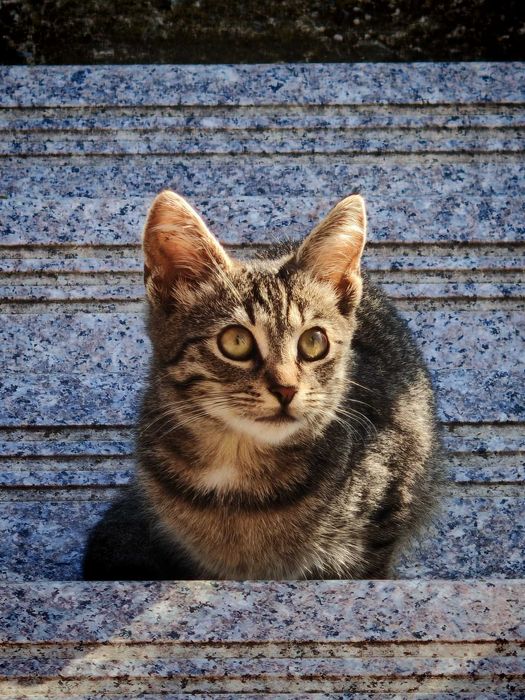 Ofer spre adoptie pisicute in jur de 3 luni