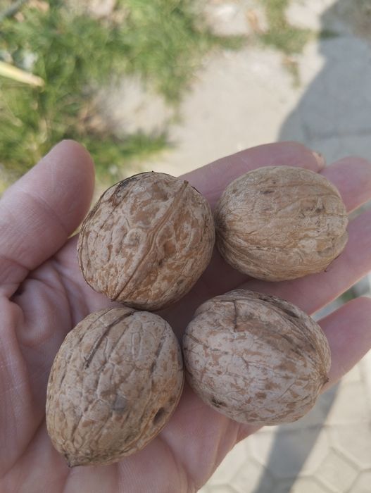 Грецкий орех, урожай 2025