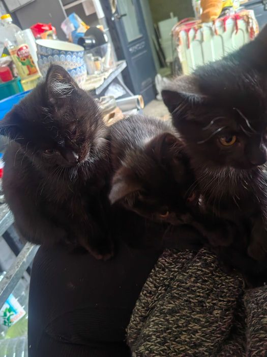 Отдам котят в добрые руки