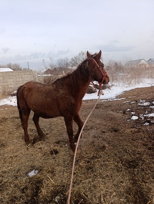 Продам кобылу, жерёбую