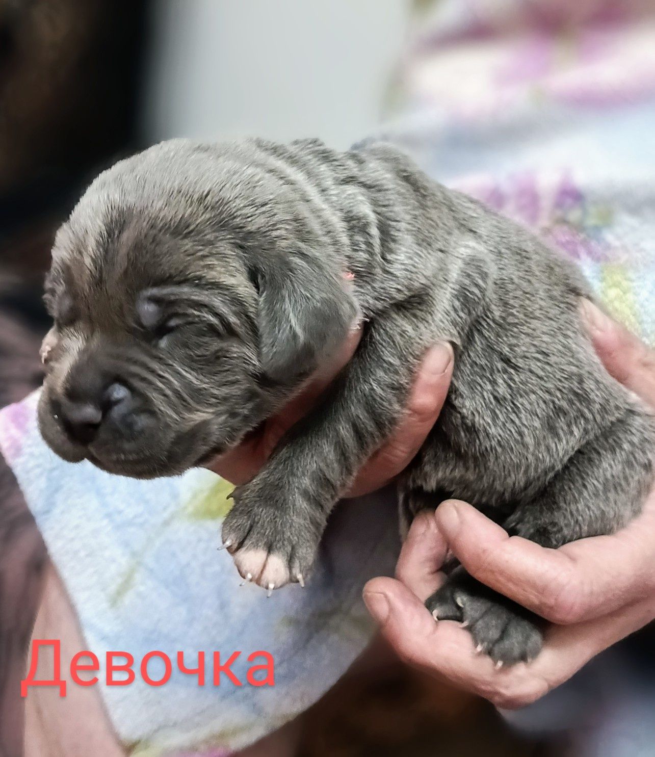 Щенки Коне-Корсо.