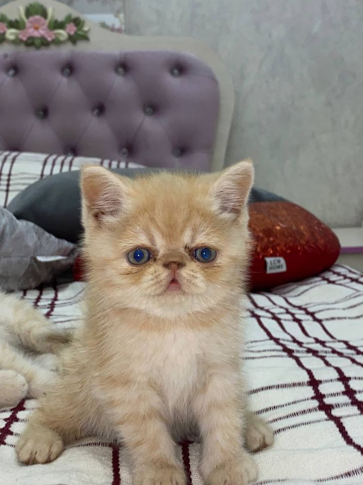 Продаются котята Экзотические короткошерстные