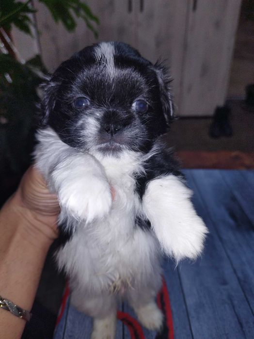 Мини пекинези!!!