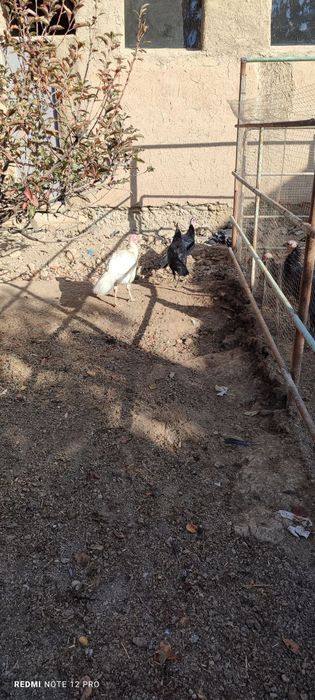 Kurka sotiladi indyuk