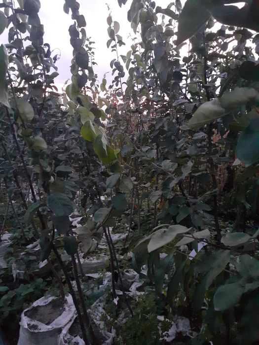 Pomi la container an 3