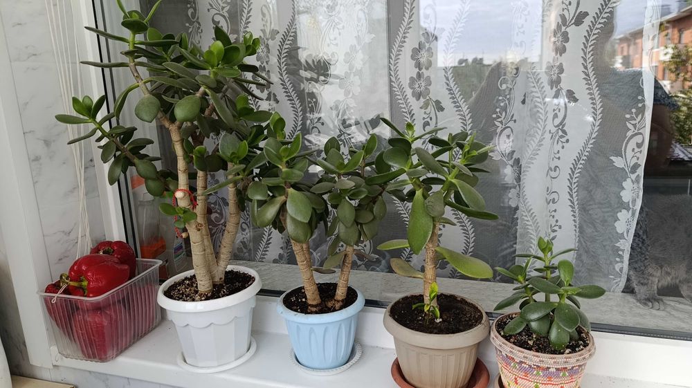 продам кактусы денежное дерево