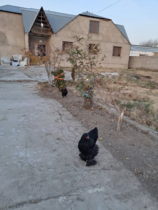 Курица брам яйцо несут