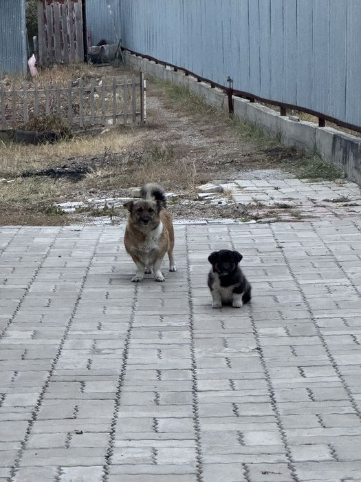 Продам щенка (могу отдать с матерью)
