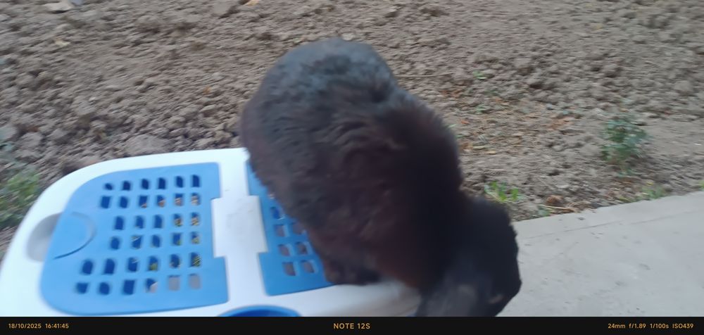 Karlik baran quyon sotuvda