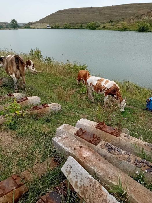 Vaci de vânzare pe alese