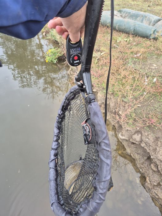 Шаран от 2кг до 3кг