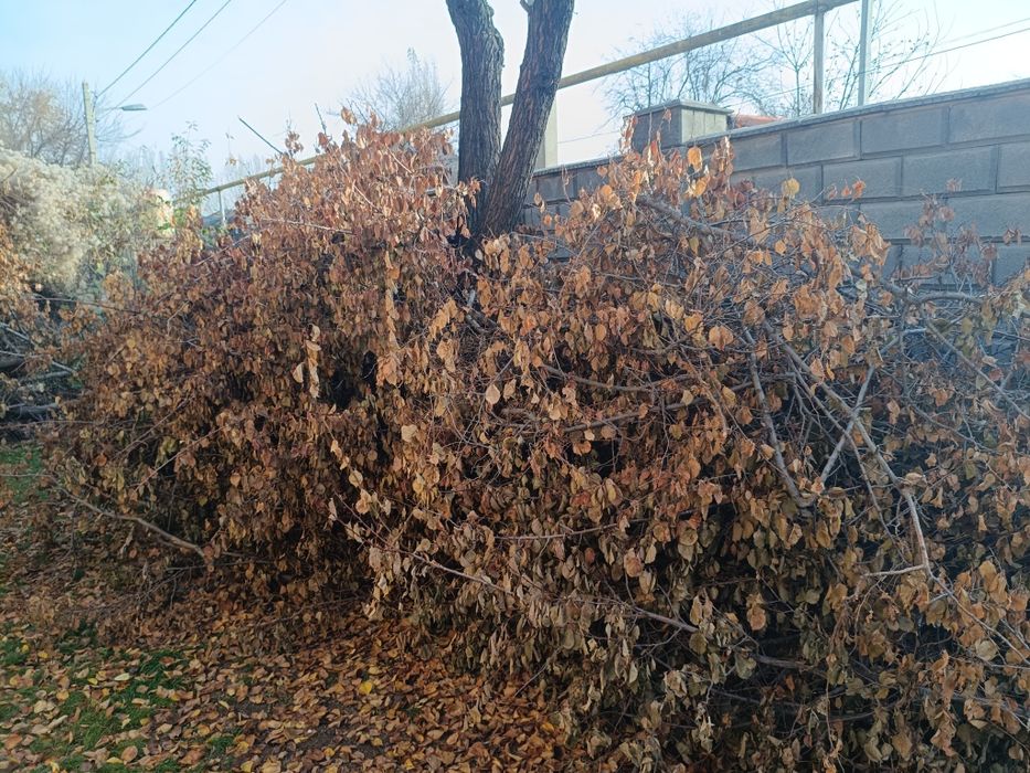 Дрова для бани бесплатно