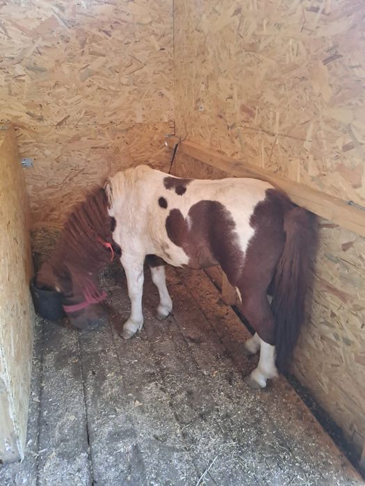 Ponei armăsar foarte bland