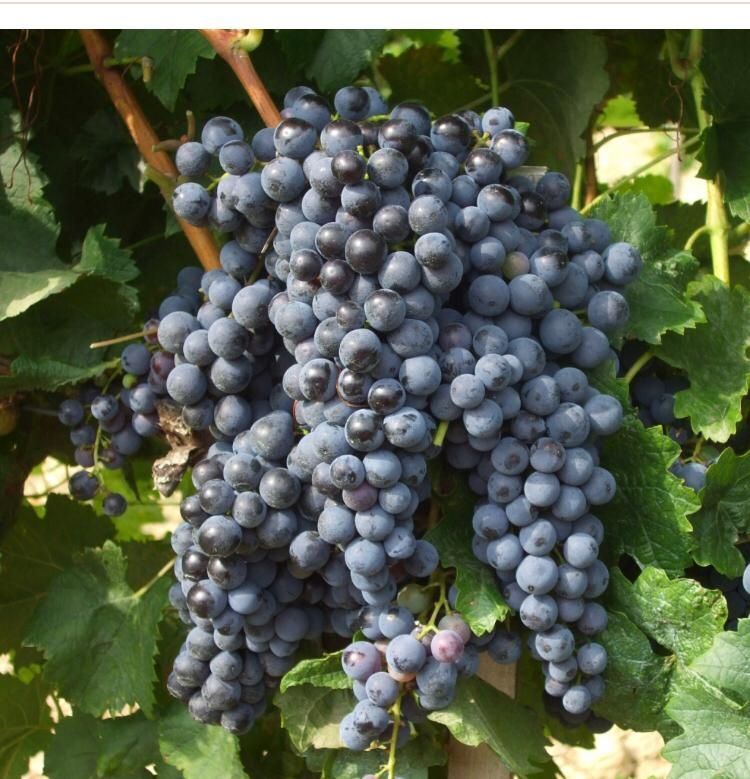 Vând struguri de vin toate soiurile