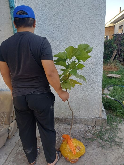 продаём саженцы топология итд