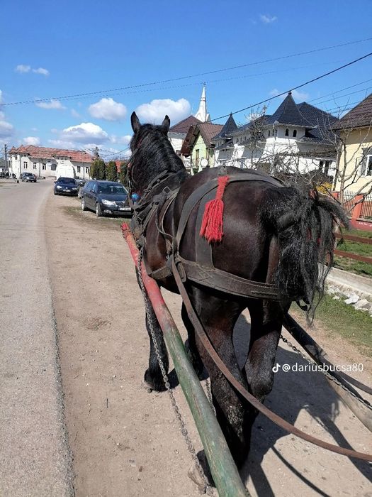 Vind armăsar de 5 ani garantat la lri ce lucru