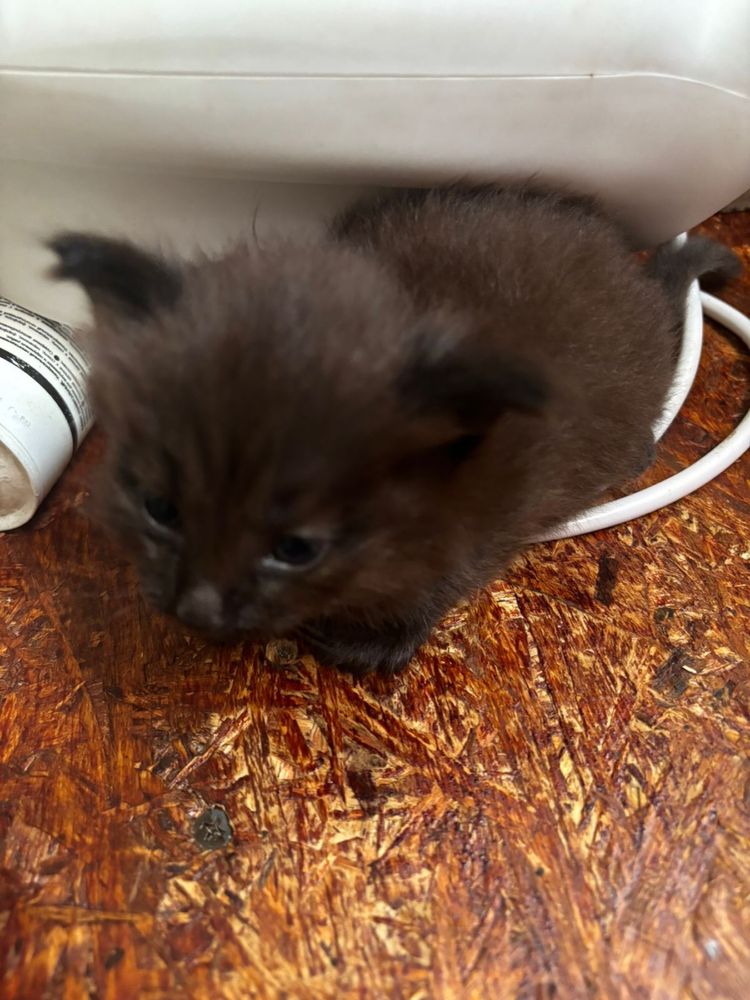 Котята ищут новый дом