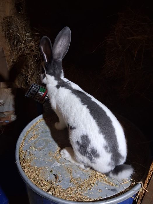 Femela fluture german