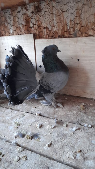 Porumbei voltati indieni