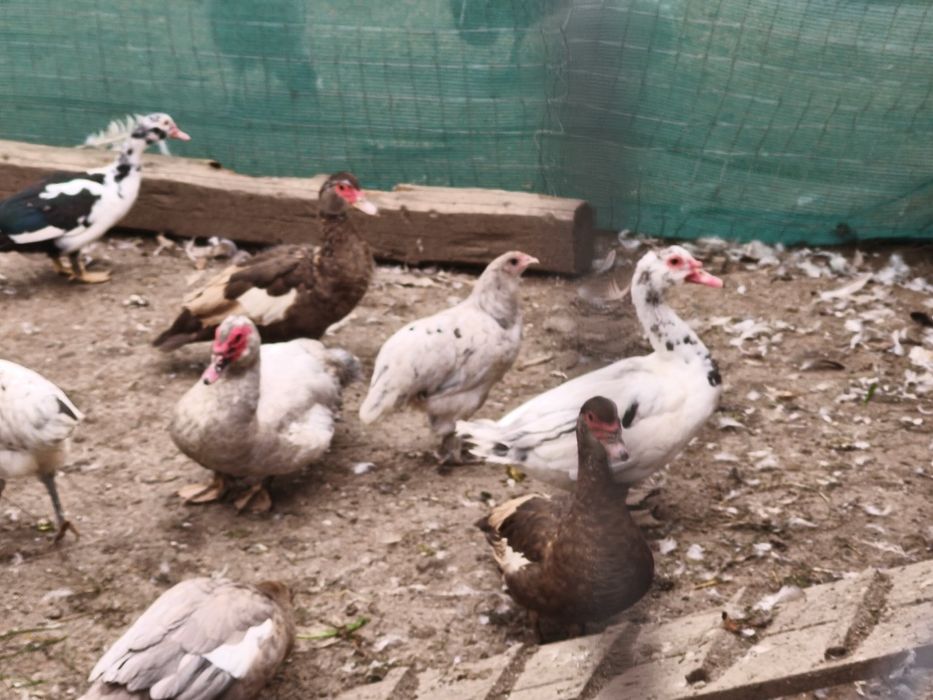 Rate mute ( leșești)