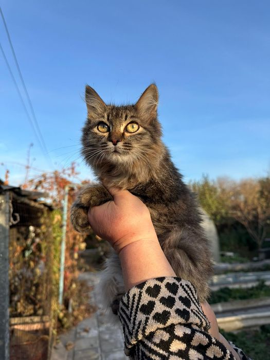 ОТДАМ в хорошие  руки