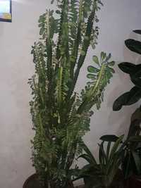 Archali kaktus gul