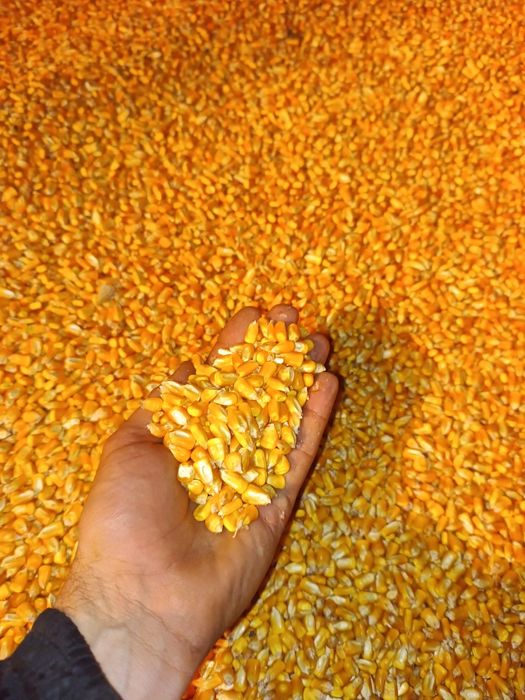 Vând Porumb boabe recolta 2025