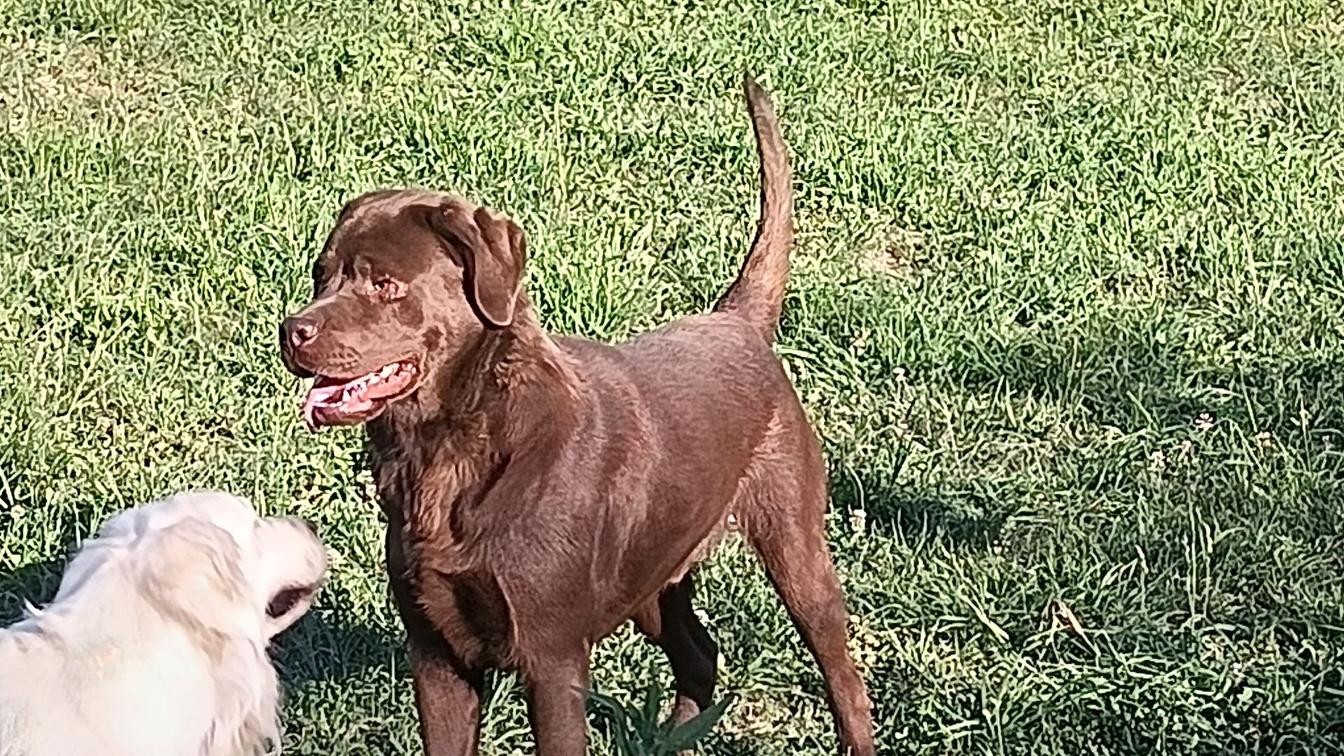Mascul Labrador cu pedigree ciocolatiu