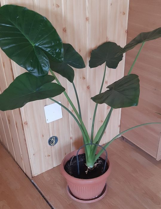 Flori diverse, ghiveci