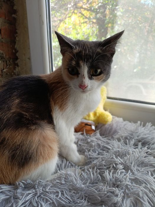 Очаровательная миниатюрная кошка