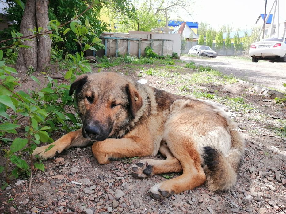 Отдам собаку в добрые руки. Мальчик. Стерилен.