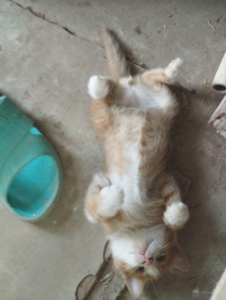 Котята мальчик и девочка