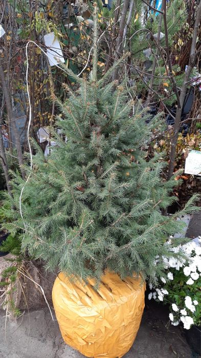 Хвойные, плодовые, декротивные, кусатрники деревья