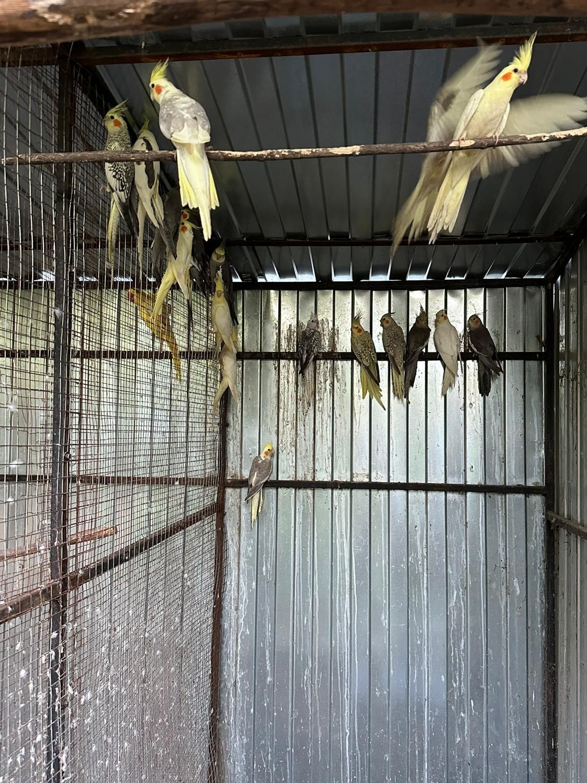 Vând papagali nimfe
