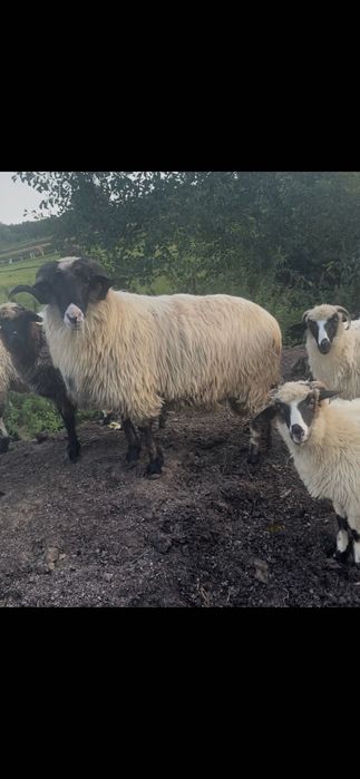 Vând un mior la 80,90 de kg