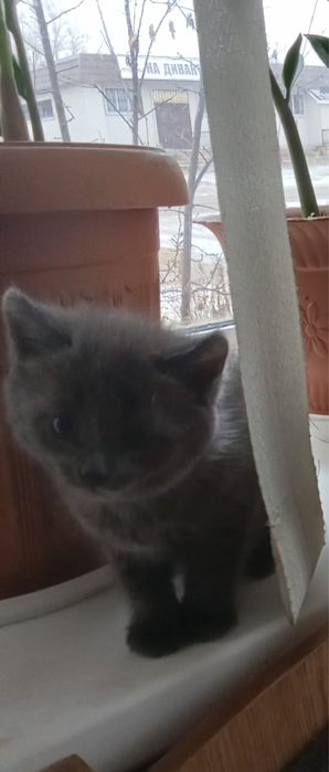 Отдам котят в добрые руки