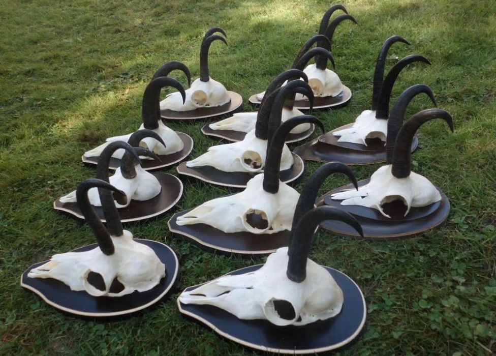 Трофеи от диви кози