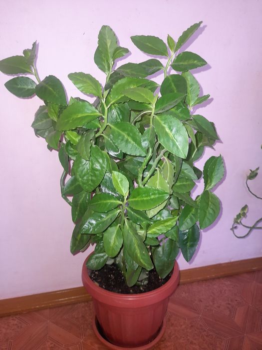 Хорошие комнатные хорошие