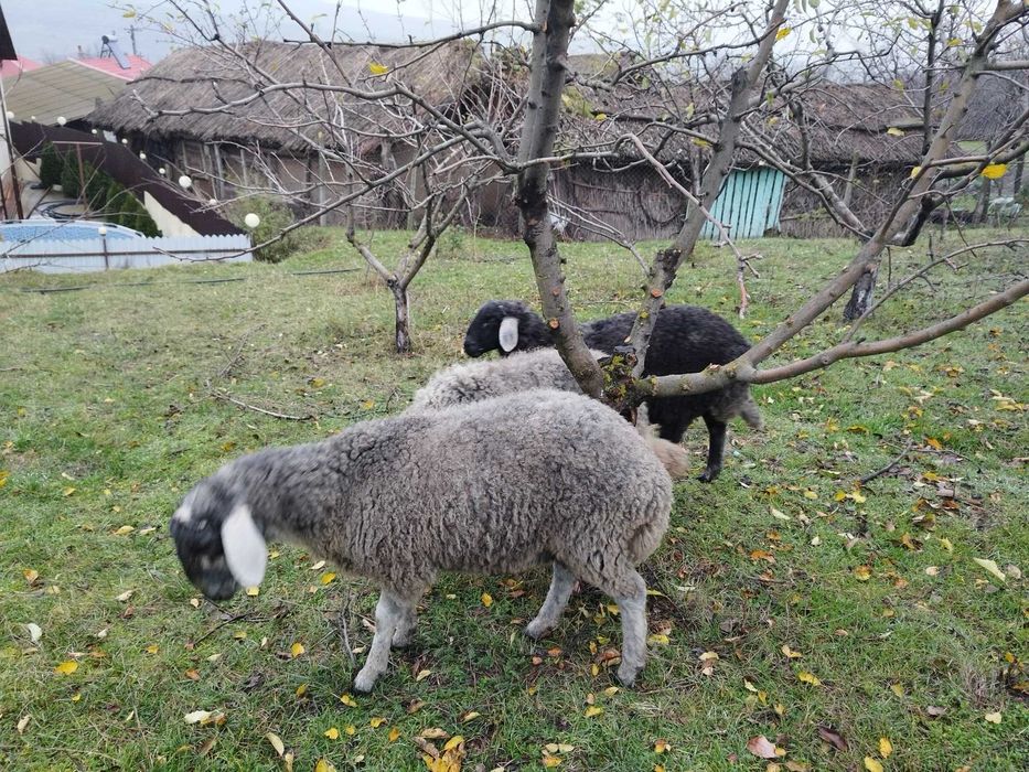 Vand 3 carlani karakol