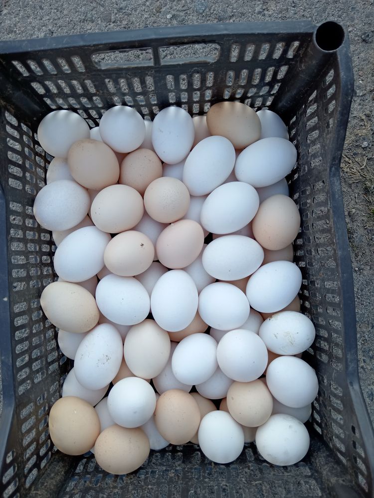 продажа живые куры и яйце