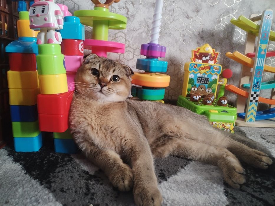 Кот шиншила продаётся