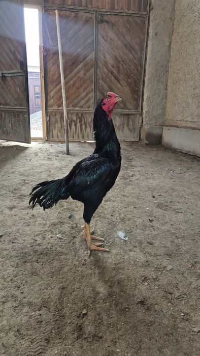 Тунка тож хуроз карес макиён турк макиён