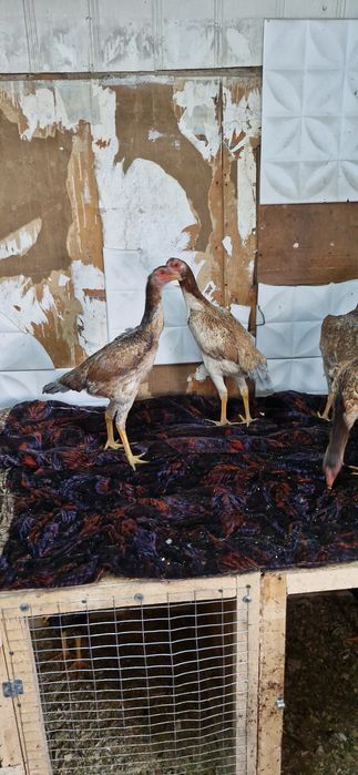 Продам даканок и один петушок