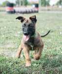 Ciobanesc Malinois cu Pedigree