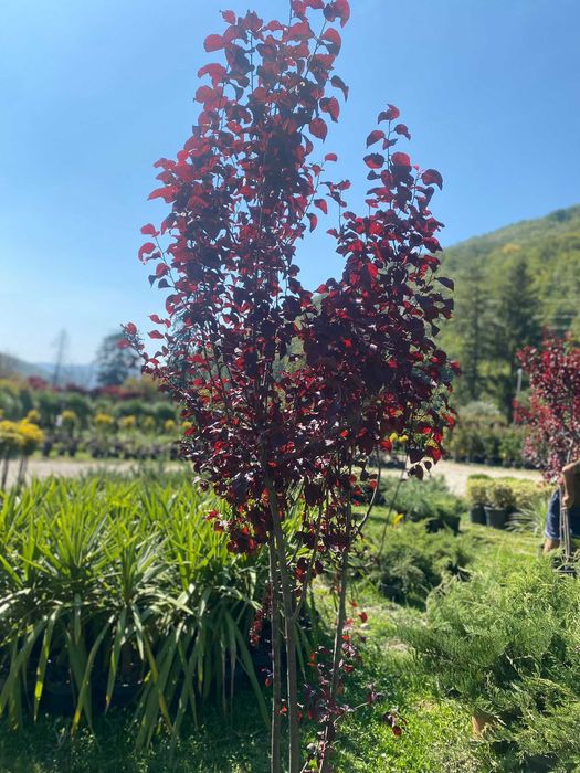 Plante ornamentale pentru un peisaj verde pe tot parcursul anului